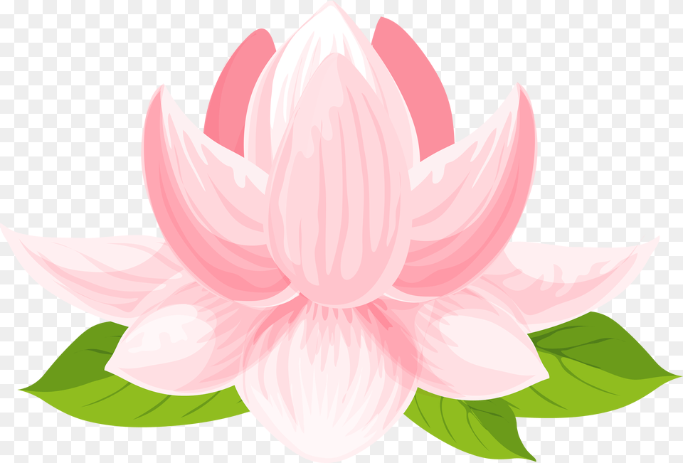 Lily Clip Art Sacred Lotus, Dahlia, Flower, Petal, Plant Free Transparent Png