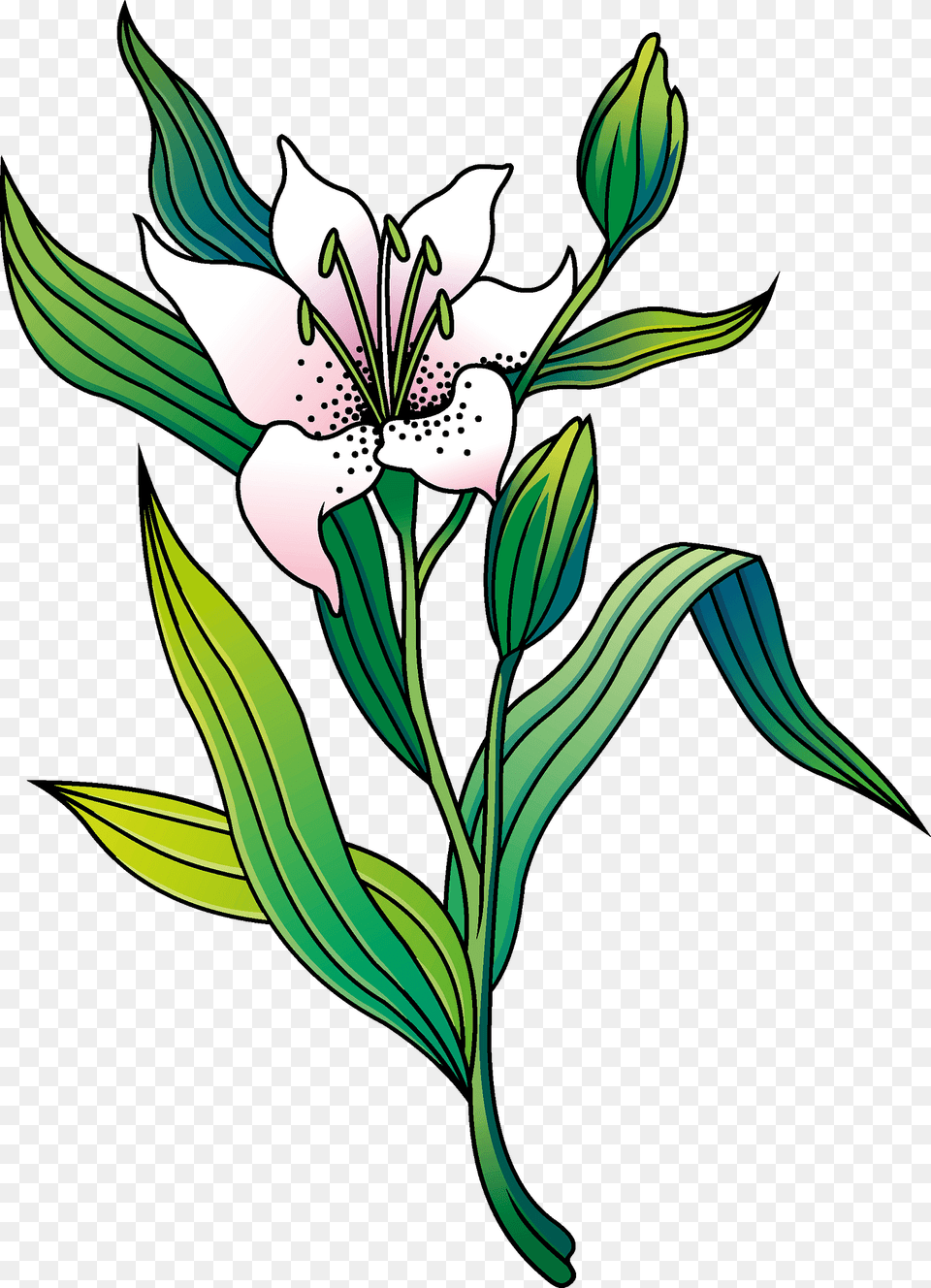 Lily Clipart, Flower, Plant, Pattern Png Image