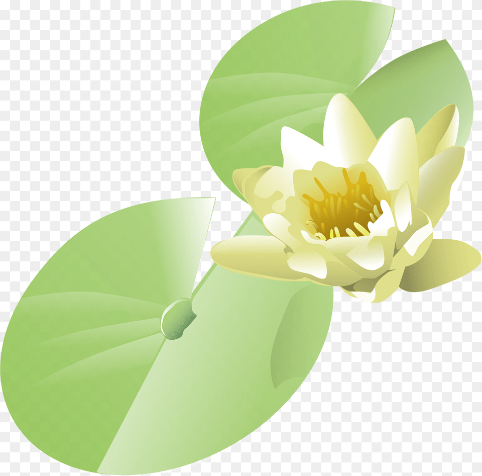 Lily Clipart, Flower, Plant, Pond Lily Png Image