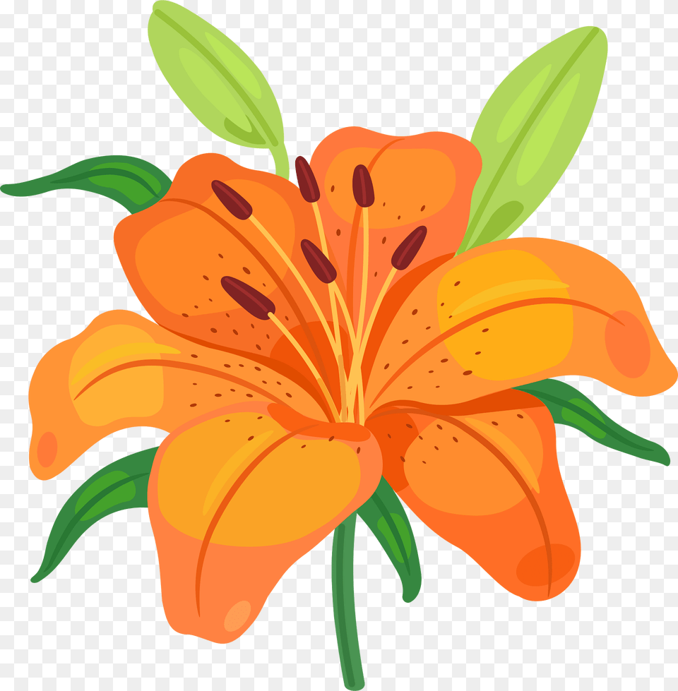 Lily Clipart, Flower, Plant Png