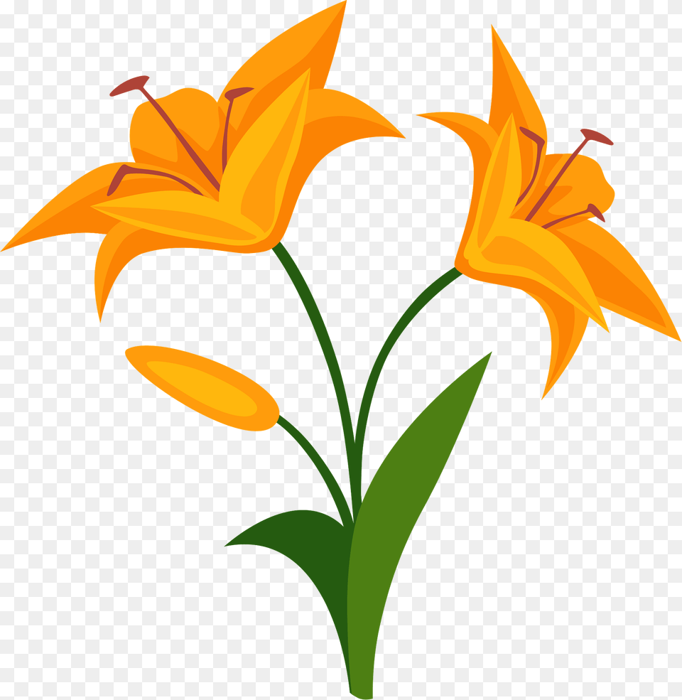 Lily Clipart, Flower, Plant Png