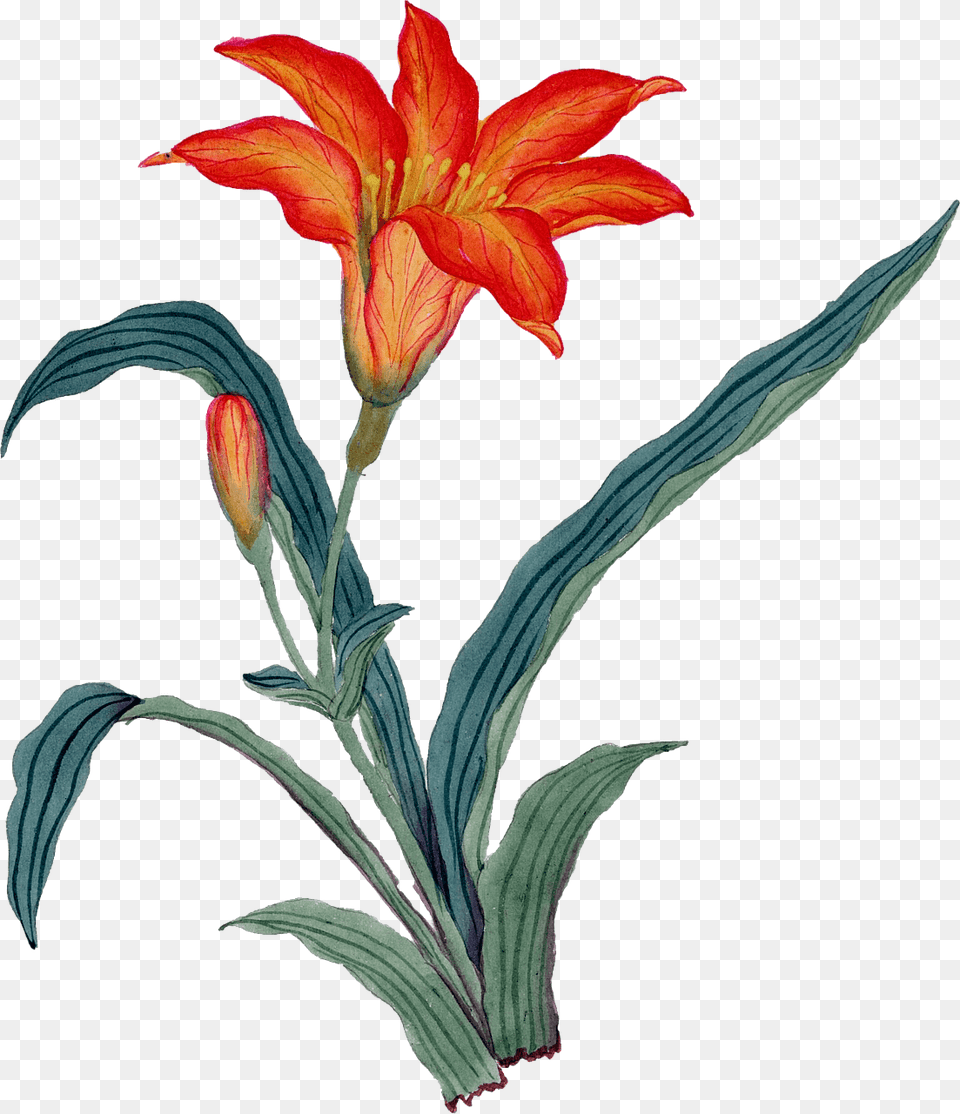 Lily Clipart, Flower, Plant Png