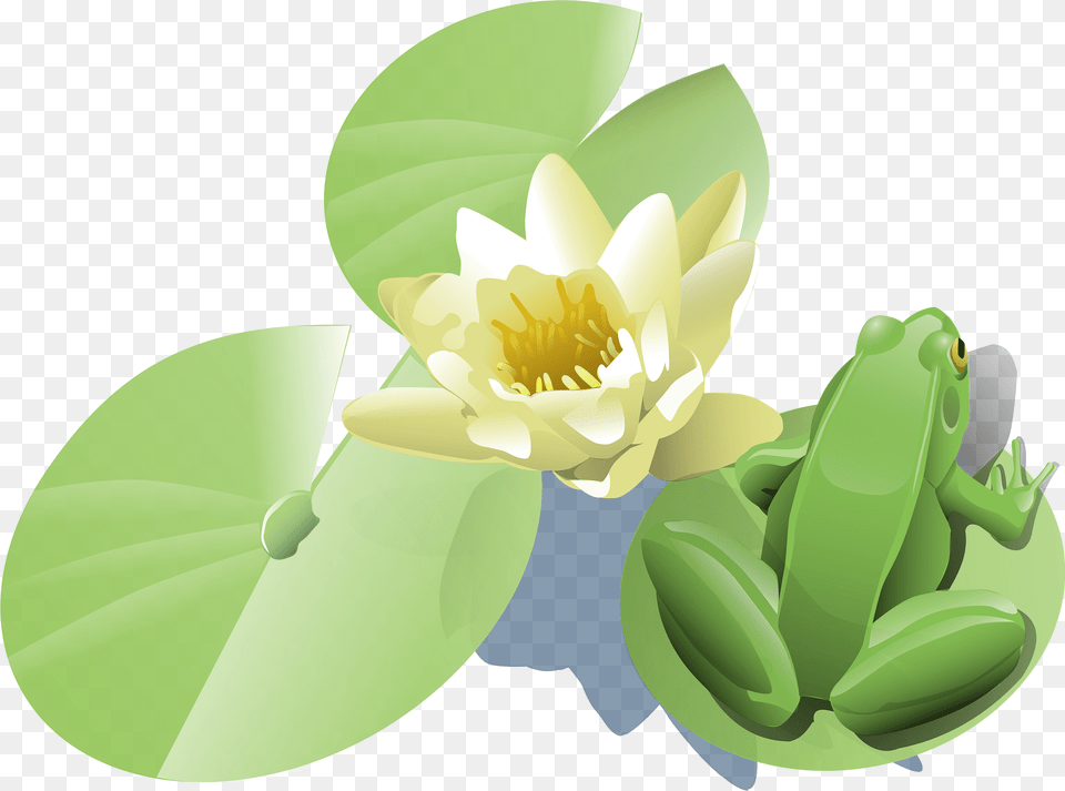 Lily Clipart, Flower, Green, Plant, Pond Lily Png Image