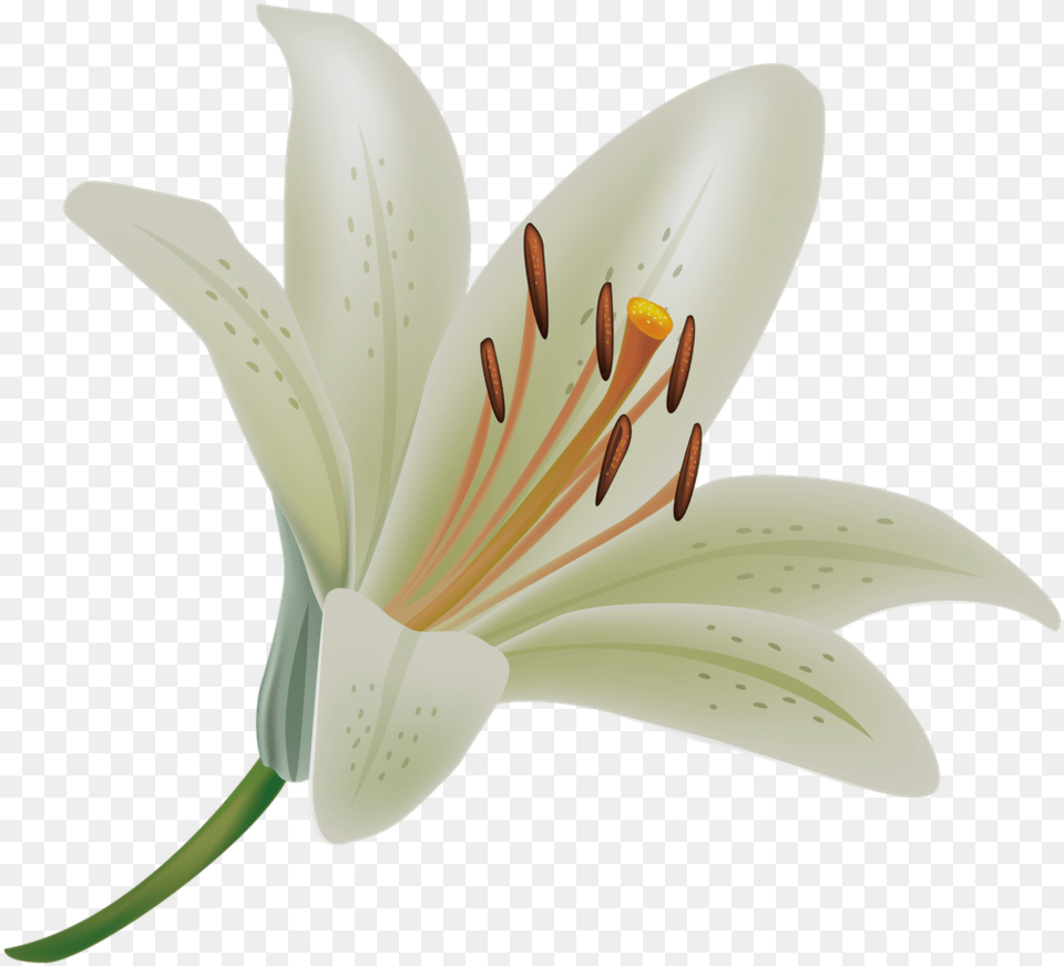 Lily Clipart Funeral Wreath Funeral Flowers Wreath, Anther, Flower, Plant, Appliance Png