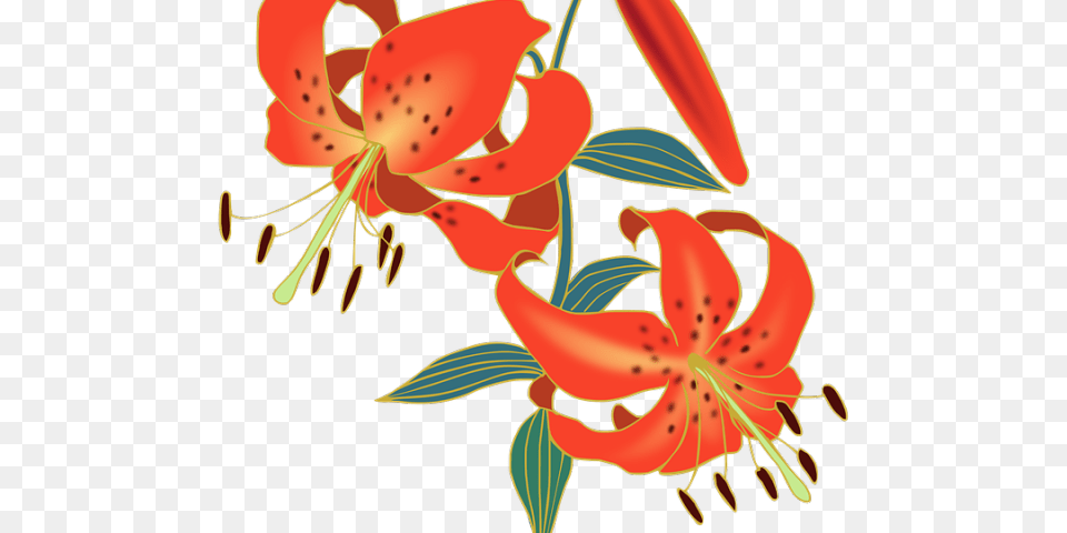 Lily Clipart Red Lily, Flower, Plant, Anther, Person Free Png Download