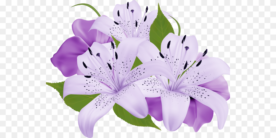 Lily Clipart Sea Flower Purple Flowers Clipart, Anther, Geranium, Plant, Petal Free Png Download