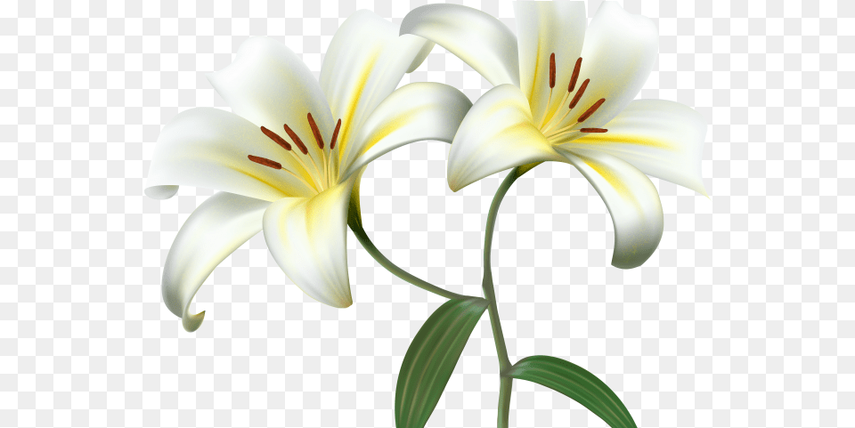 Lily Clipart Background White Lily Flower, Plant, Anther Free Transparent Png