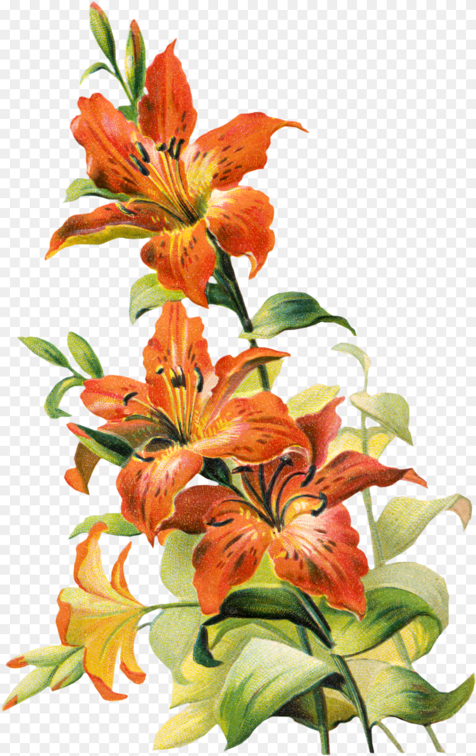 Lily Clipart Watercolor, Flower, Plant Free Png