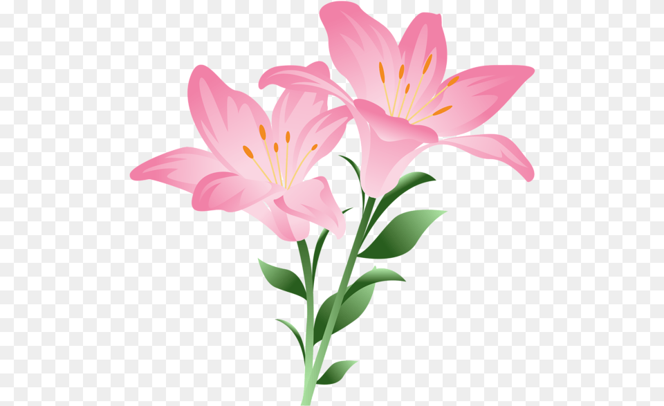 Lily Clipart Watercolor Pink Lily Flower Clipart, Plant, Anther Free Png