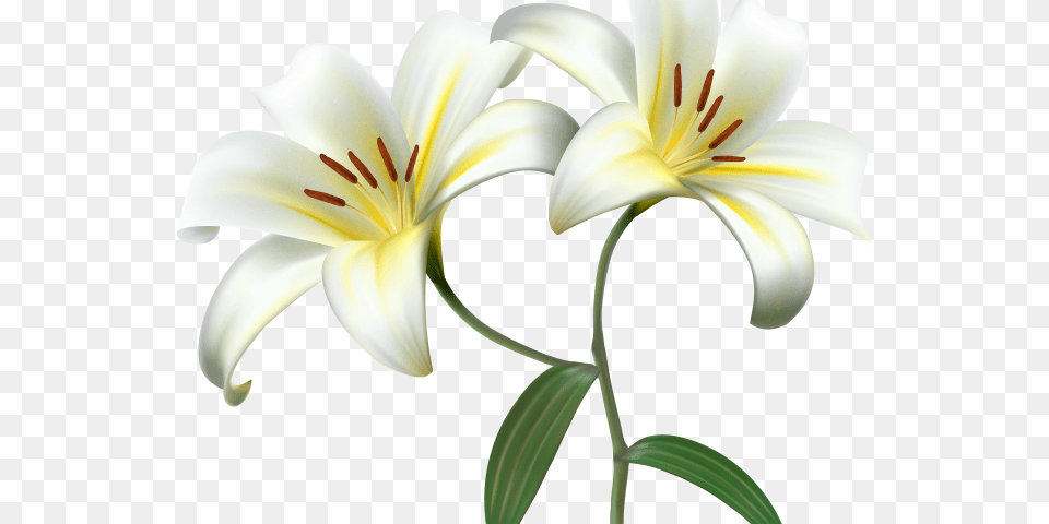 Lily Clipart Yellow Bell Flower Lily Flower Transparent Background, Plant, Anther Free Png