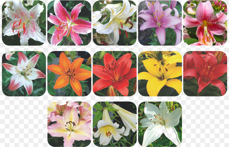 Lily Collage Stargazer Lily, Anther, Flower, Plant, Geranium Free Png
