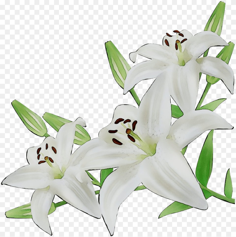 Lily Cut Flowers White Illustration Transparent Lily Flower, Anther, Plant, Petal Free Png Download