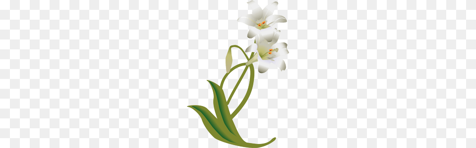Lily Drawing, Flower, Plant, Anther, Smoke Pipe Png