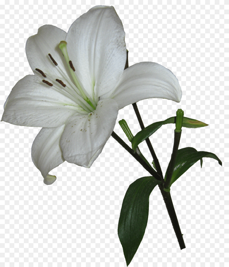 Lily Easter Lily Transparent Background, Flower, Plant Png