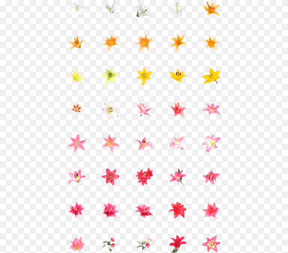 Lily Emoji, Animal, Bird, Paper, Symbol Free Transparent Png