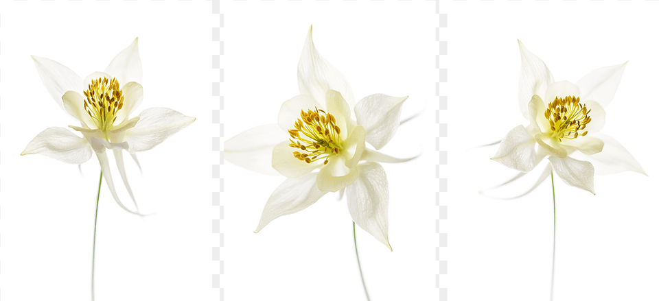 Lily Family, Anther, Flower, Plant, Pollen Free Transparent Png