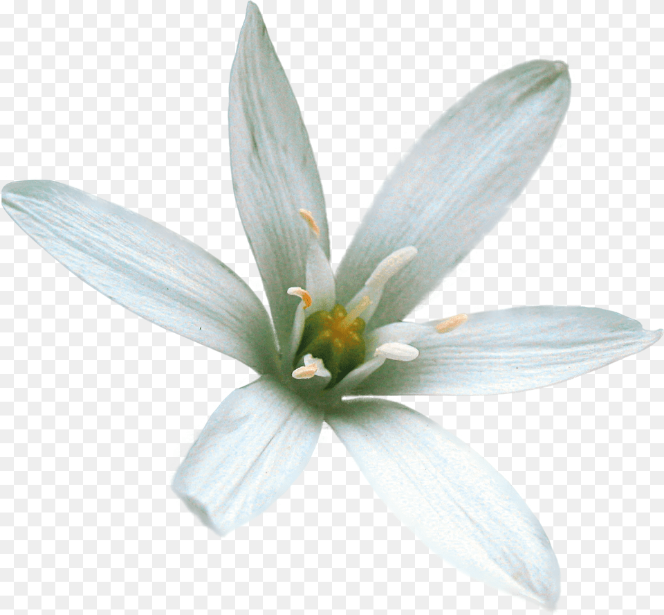 Lily Family, Flower, Plant, Pollen, Amaryllidaceae Png