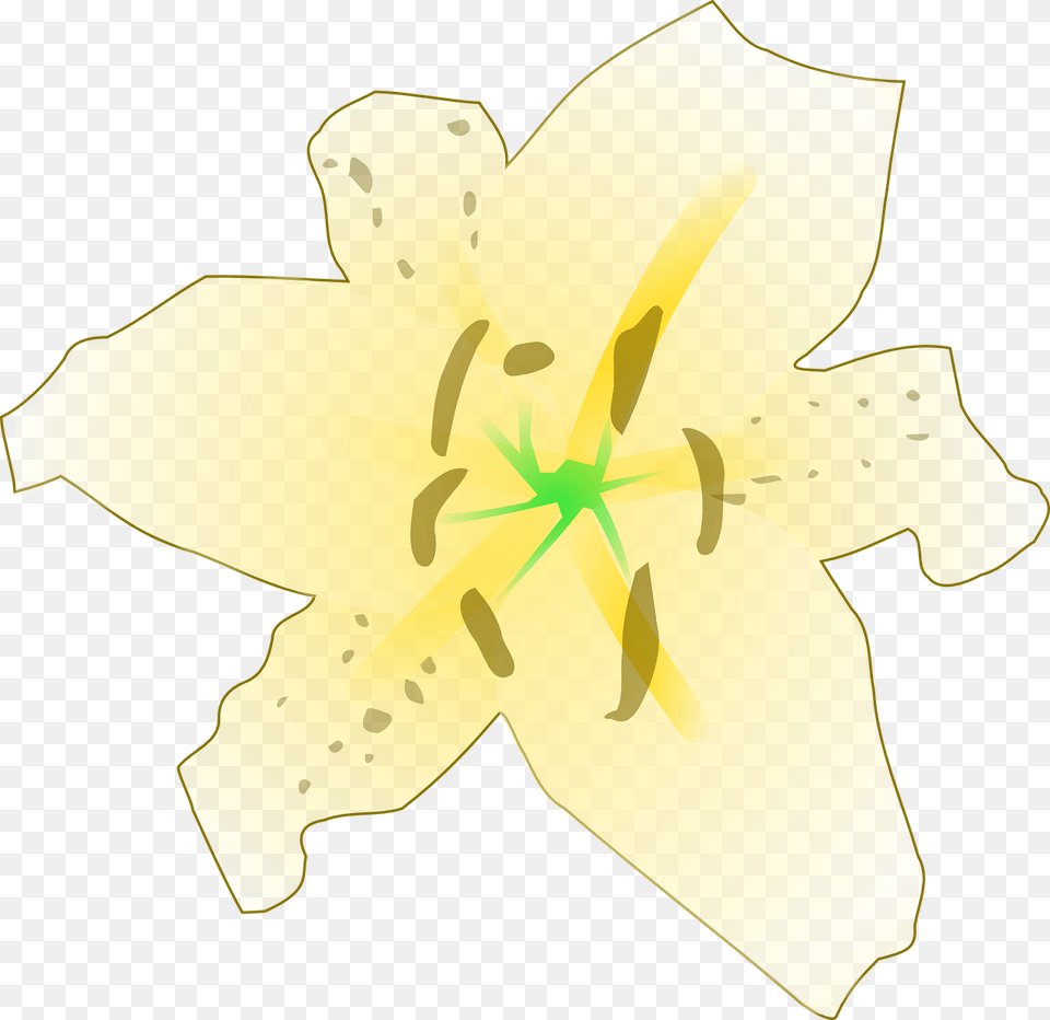 Lily Family, Flower, Plant, Person Free Transparent Png