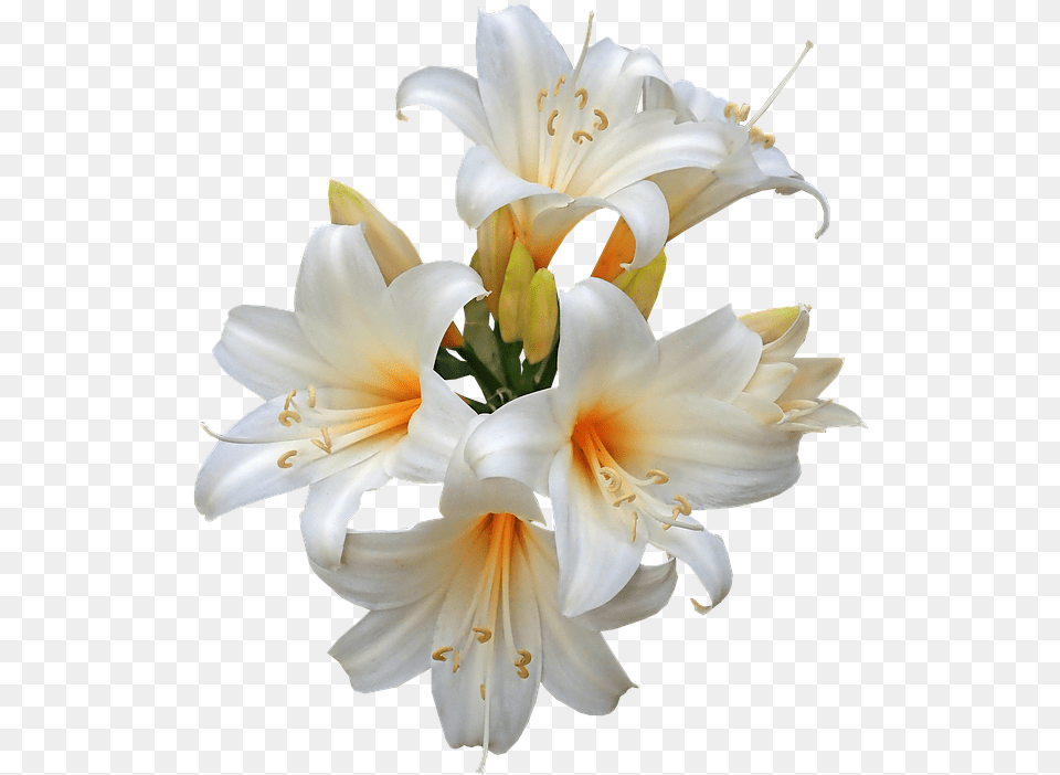 Lily Family Easter Lily Transparent, Anther, Flower, Plant, Flower Arrangement Free Png Download