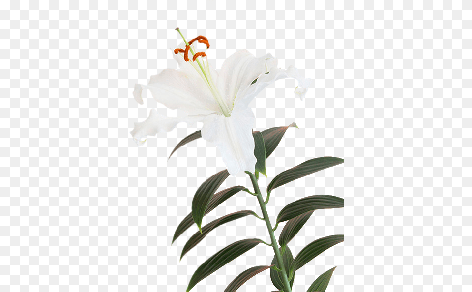 Lily Flower, Plant Free Transparent Png