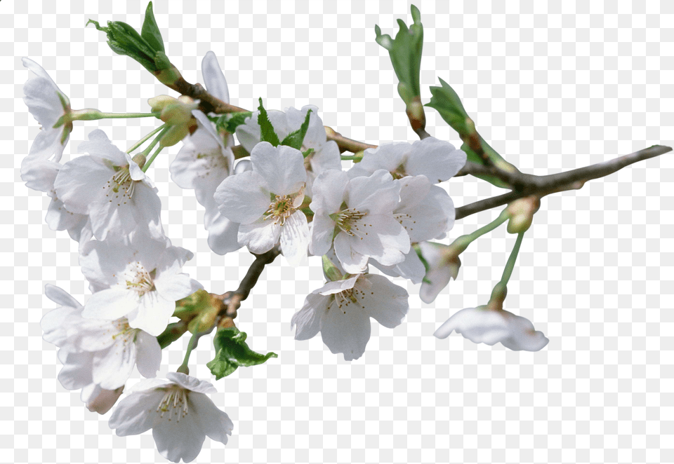 Lily Flower, Plant, Cherry Blossom Free Png