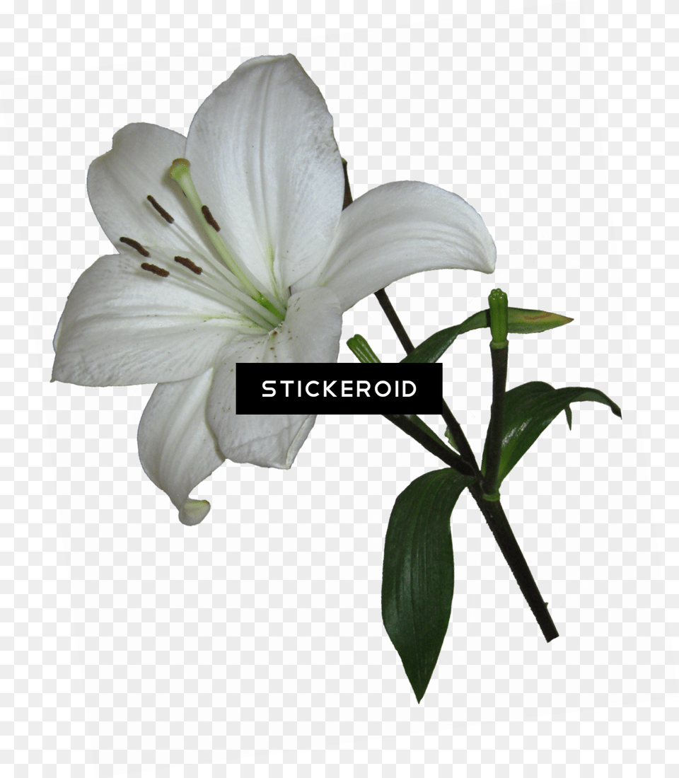 Lily Flower, Plant Png Image