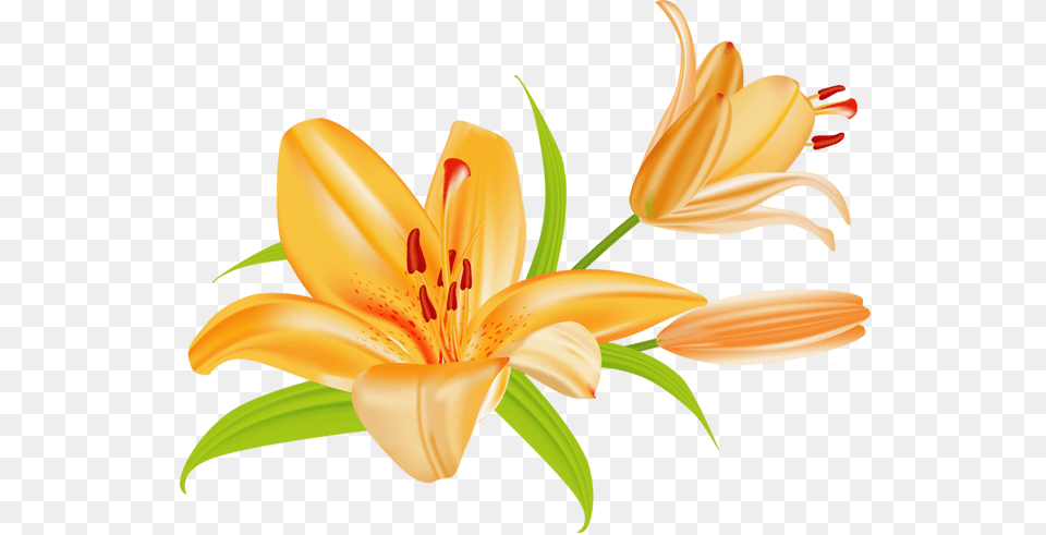 Lily Flower Bouquet Clipart Flowers Clip Art Lily, Anther, Plant Free Png Download