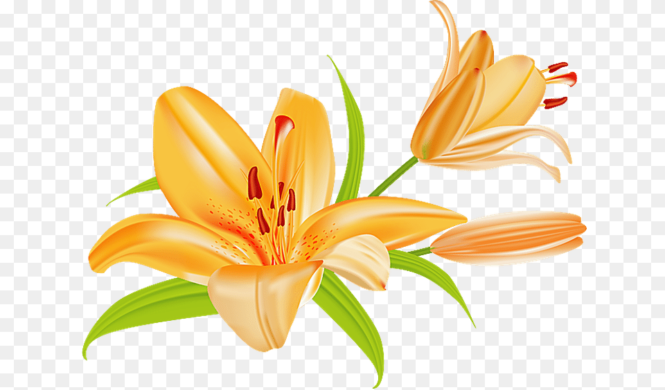 Lily Flower Bouquet Clipart Tiger Lily Clip Art, Anther, Plant Png