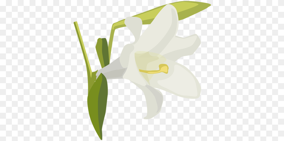 Lily Flower Bud Petal Flat Lily Family, Plant, Animal, Fish, Sea Life Free Png Download