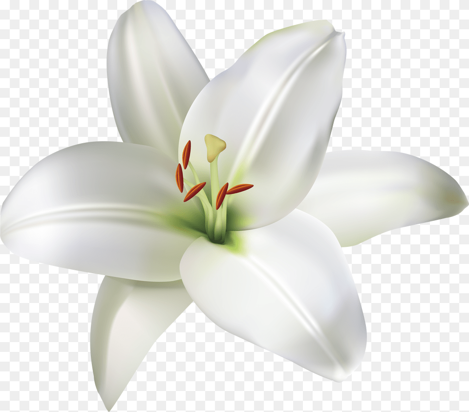 Lily Flower Clip Art Free Transparent Png