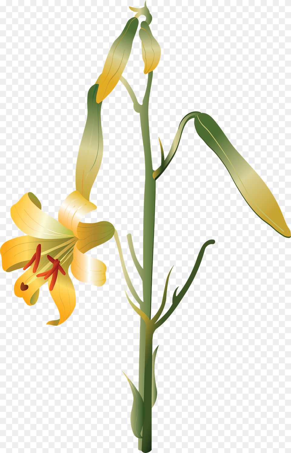 Lily Flower Clipart, Anther, Plant Free Transparent Png