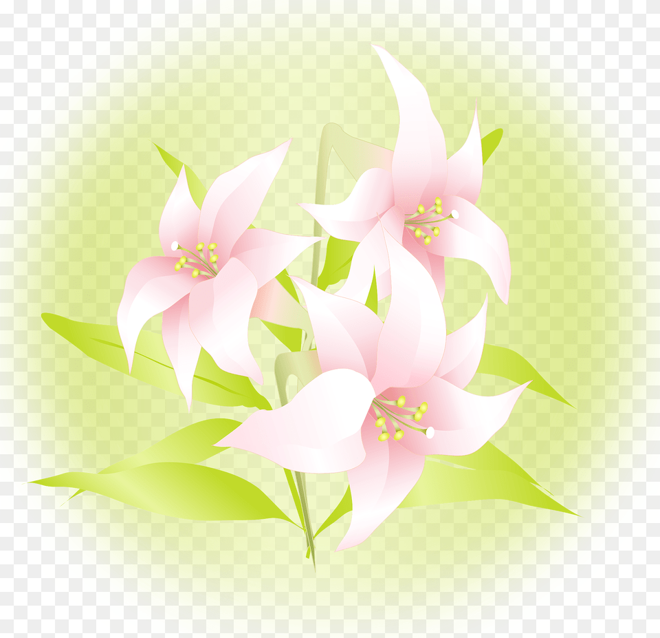 Lily Flower Clipart, Art, Graphics, Plant, Floral Design Png