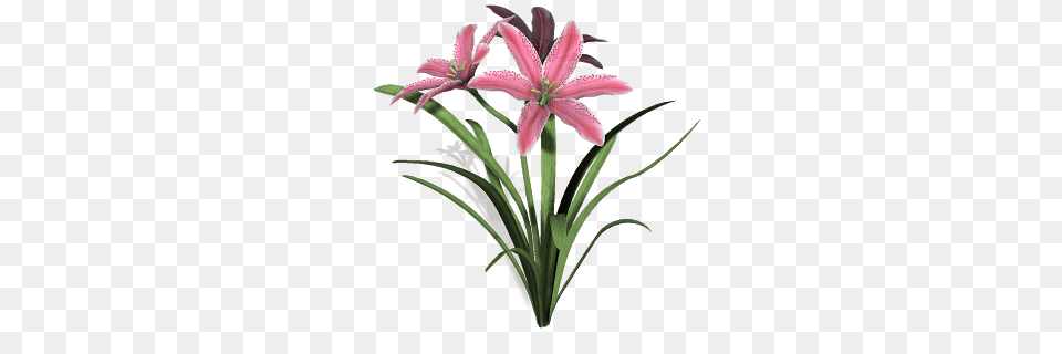 Lily Flower Clipart, Plant, Amaryllidaceae, Flower Arrangement, Petal Free Png Download