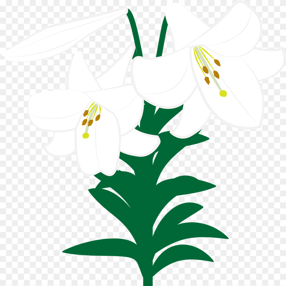 Lily Flower Clipart, Anther, Plant Free Png