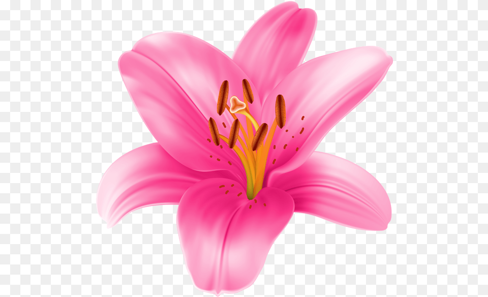 Lily Flower Clipart At Getdrawings Pink Lily Flower, Anther, Plant, Petal Free Png Download