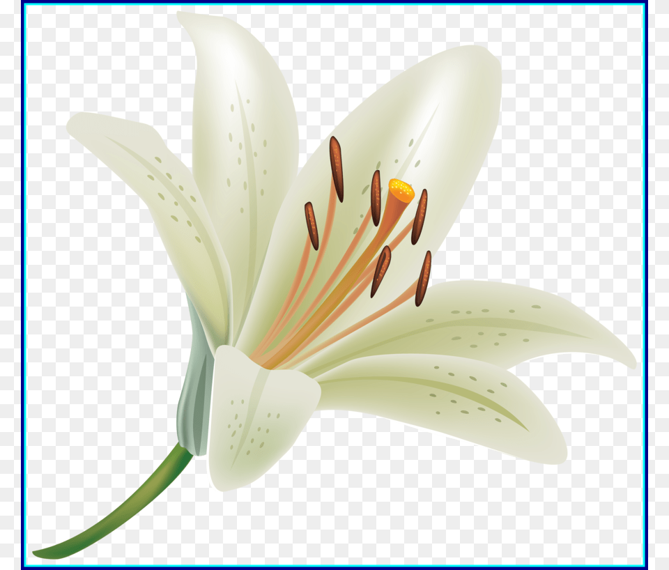 Lily Flower Clipart Madonna Lily Flower Clip Art White Lily Flower, Plant, Anther, Appliance, Ceiling Fan Png