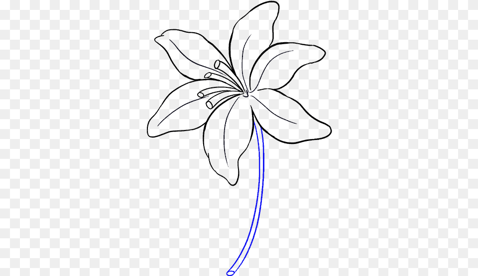 Lily Flower Drawing Easy, Accessories, Pattern, Light Free Png Download