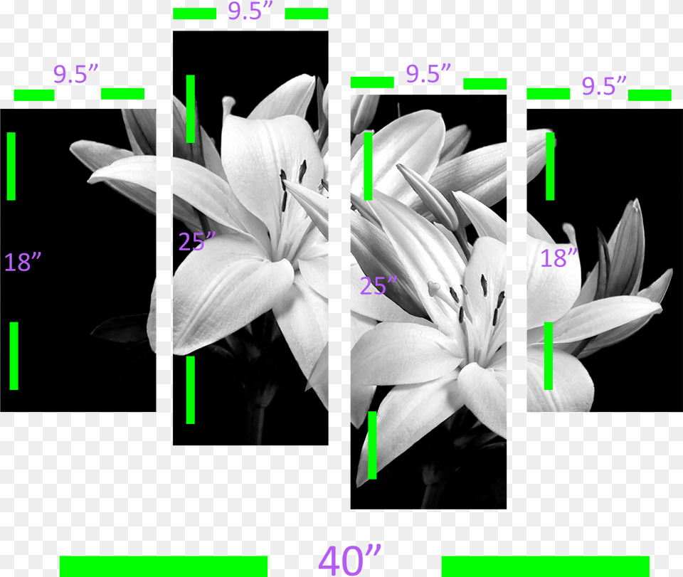 Lily Flower Image Hd, Anther, Plant, Petal Free Png