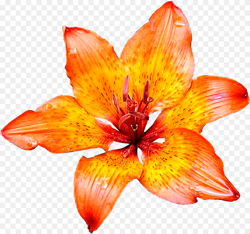 Lily Flower Images Transparent Images Free Lily, Plant, Petal, Anther Png Image