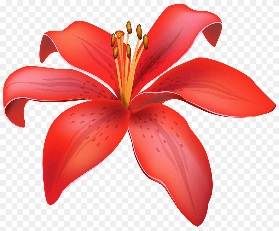 Lily Flower Lily Flower Vector, Petal, Plant, Pollen, Amaryllis Png Image