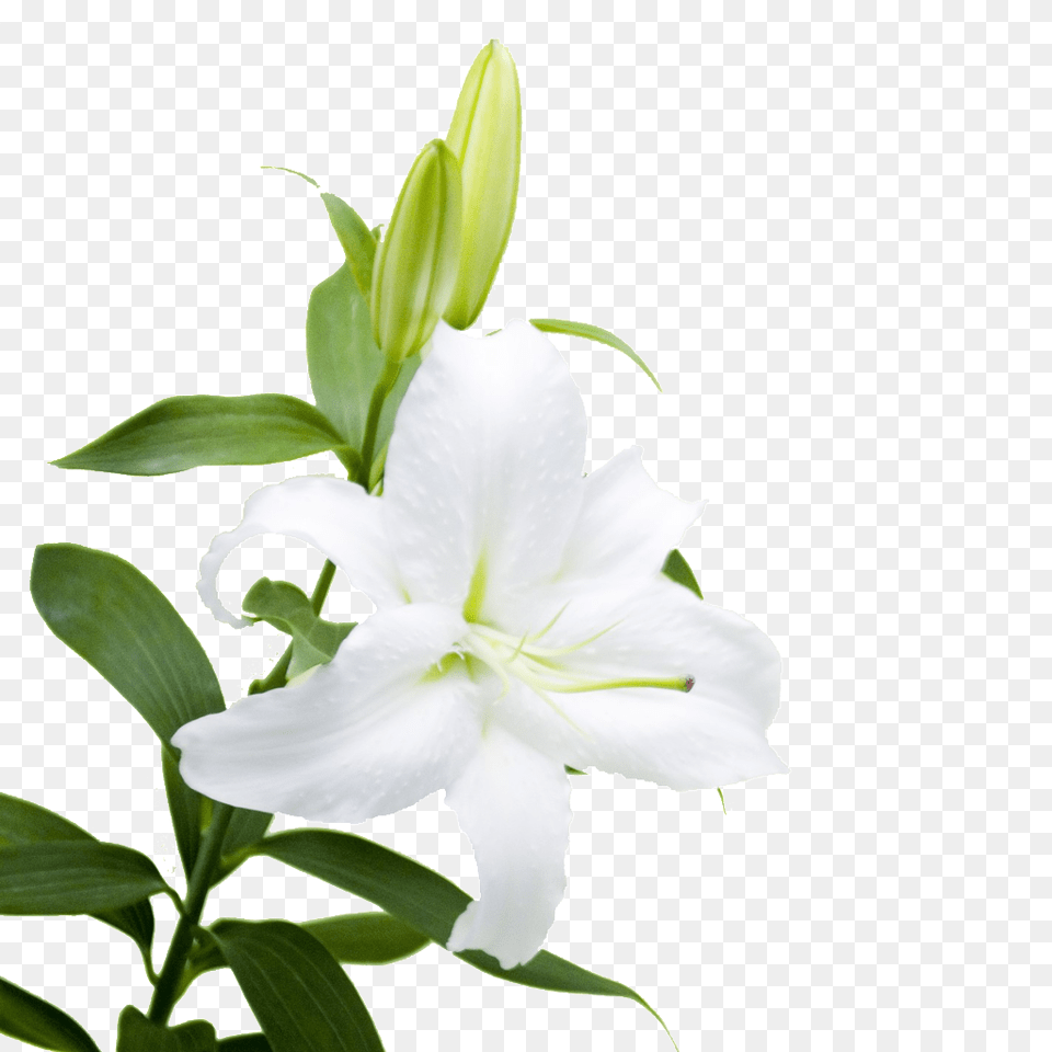 Lily Flower Petals Beautiful Download Vector, Plant Png