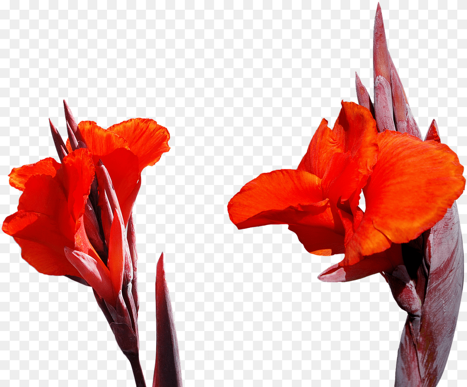 Lily Flower Picture High Resolution Images Red Flowers, Plant, Petal, Gladiolus, Rose Free Png Download