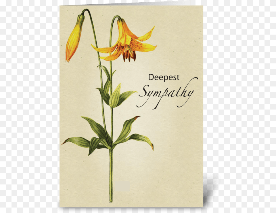 Lily Flower Sympathy Botanical Greeting Card Erythronium, Plant, Petal Png