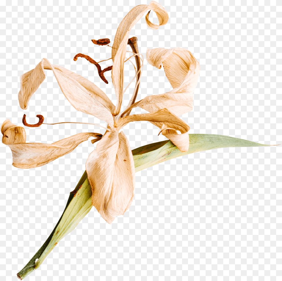 Lily Flower Background Dried Flowers, Plant, Anther, Petal Free Transparent Png