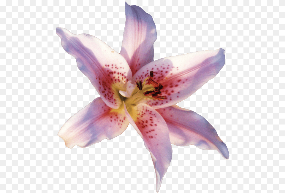 Lily Flower Transparent Gif, Plant, Petal, Pollen, Rose Free Png