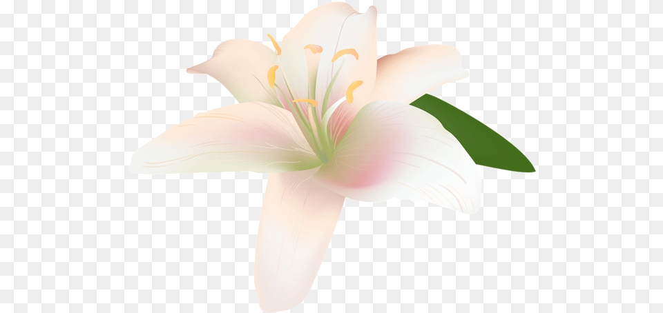 Lily Flower Lily Flower Flower, Anther, Plant Free Transparent Png