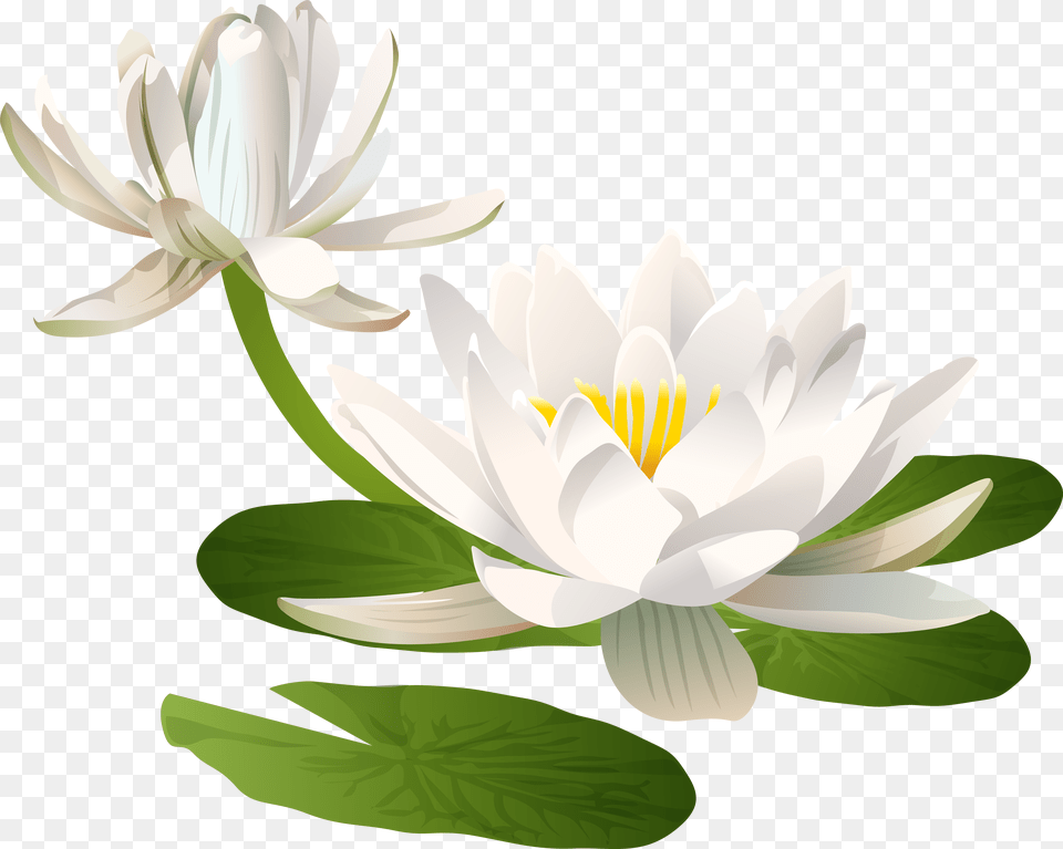Lily Flower Transparent Pictures Background, Plant, Anther, Pond Lily, Chandelier Free Png