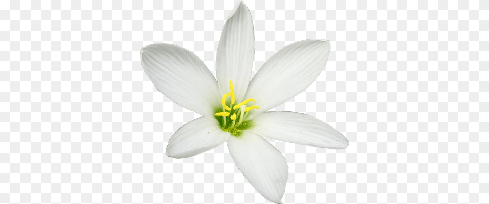 Lily Flower Vector Lily, Anther, Plant, Pollen, Petal Free Png Download