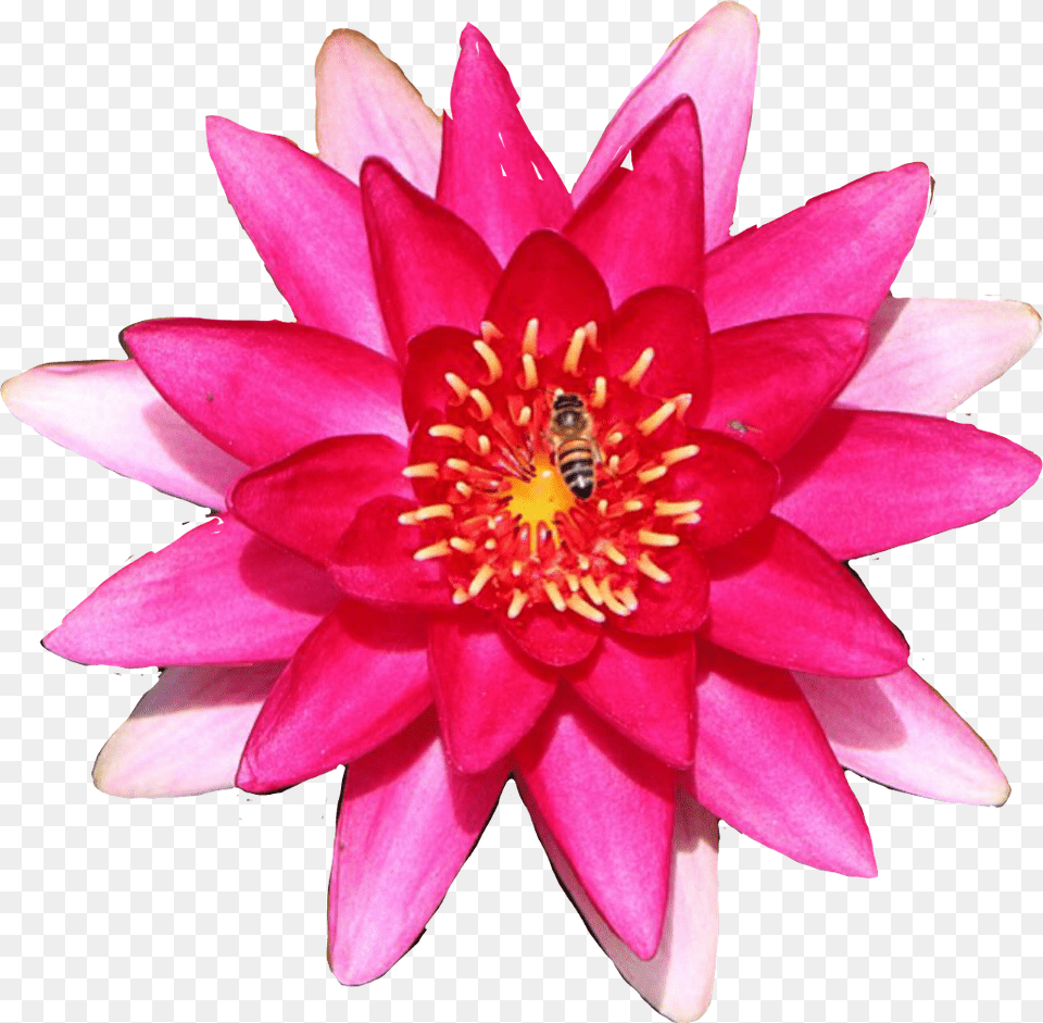 Lily Flower Waterlily, Plant, Dahlia, Petal, Animal Free Png Download