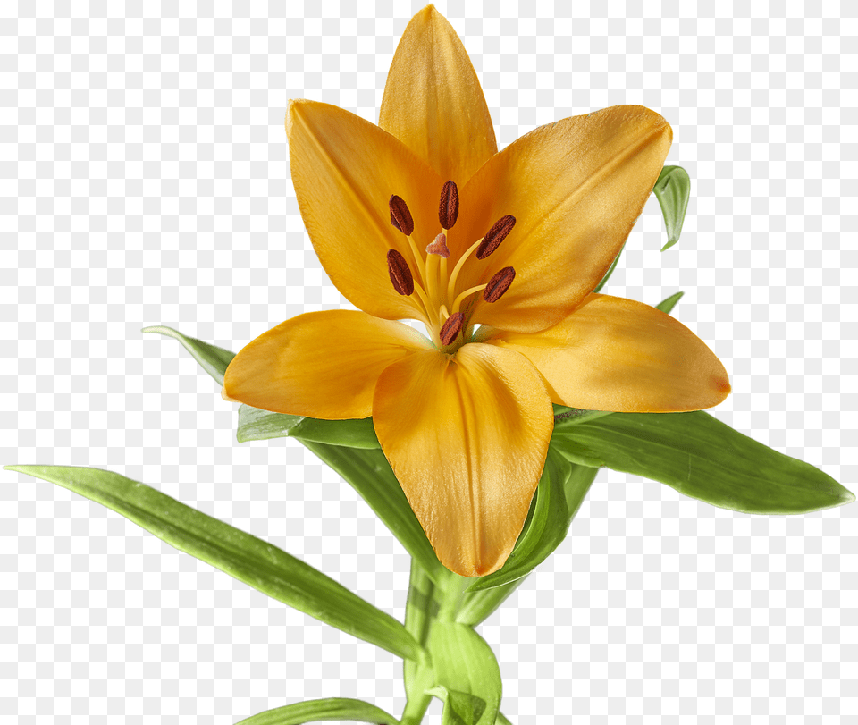 Lily Flower Yellow Picture Lilium Flor, Plant Free Png Download